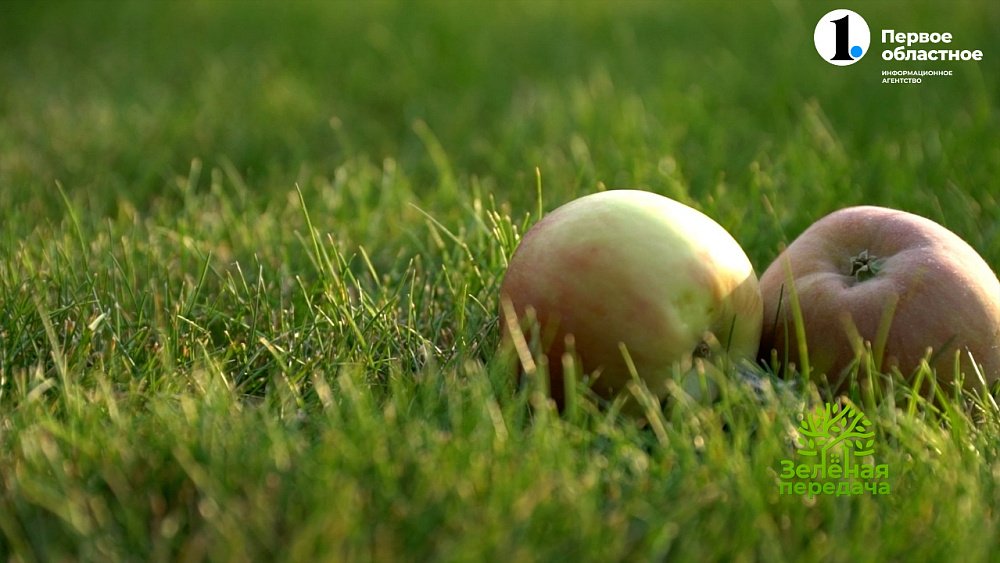 В новом выпуске «Зеленой передачи» консервируем сад и дачу
