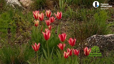 Ради весеннего цветения