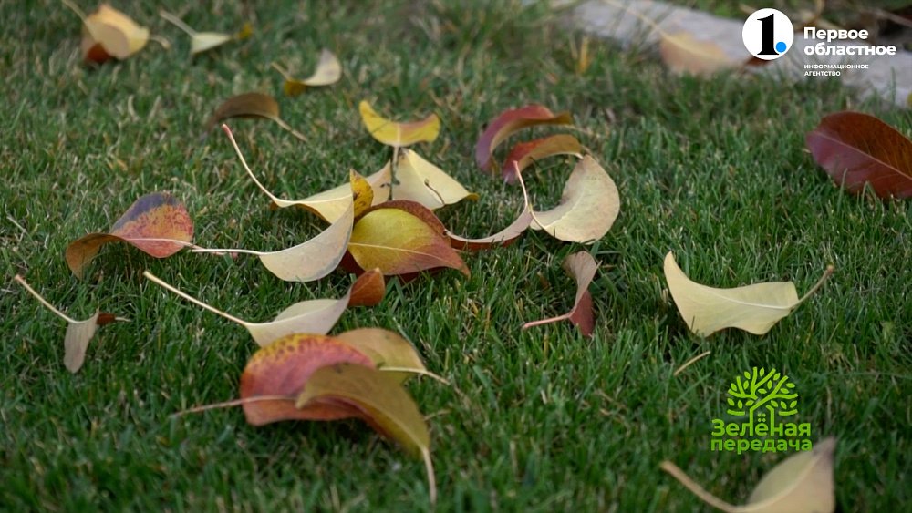 Осенний уход за газоном