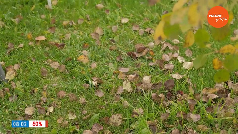 Подготовка газона к зимовке в рубрике «Руки садовода»