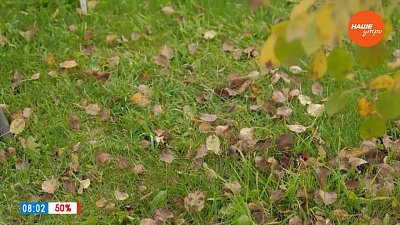 Подготовка газона к зимовке в рубрике «Руки садовода»