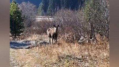 Лоси попали в объектив камер в заказниках Южного Урала