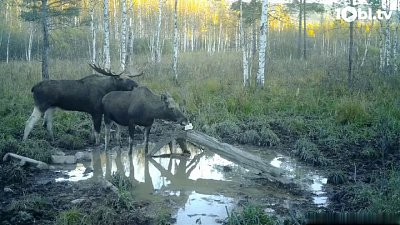 Свидание лосей в нацпарке «Зигальга» зафиксировала фотоловушка