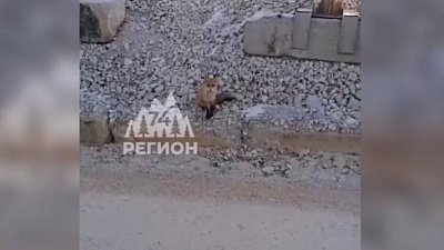 В Кусинском районе местные жители прикормили лису