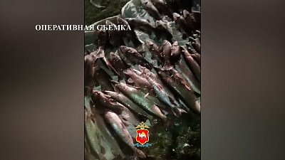 В Чебаркульском районе мужчина выловил 79 рыб в водоеме рыбзавода