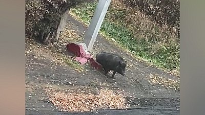 В Троицке хряк встревожил местных жителей