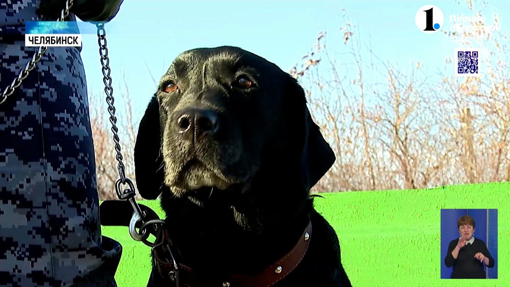 В регионе стартовали Областные соревнования кинологов