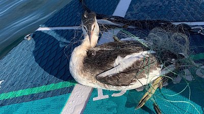 В Челябинске сапбордисты спасли необычную птицу