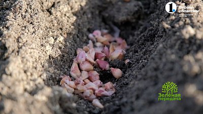 В программе «Зеленая передача» обсудили наиболее актуальные работы в саду в октябре