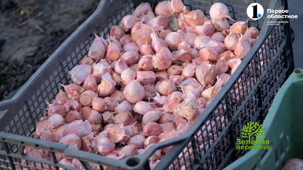 Октябрь — время посадки озимого чеснока