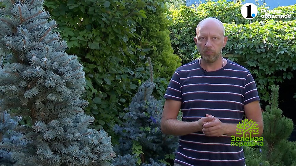 Как выбрать ели и можжевельники для сада