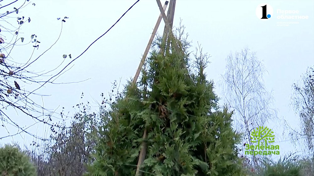 Защитите туи от разломов