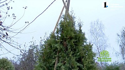 Защитите туи от разломов