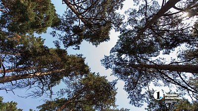 В Челябинске увеличат границы бора