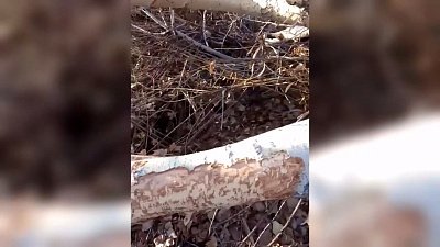 Бобры в Кизильском районе повалили тополь
