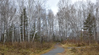 В Каштакском бору обновят стрельбище и лыжную трассу для биатлонистов
