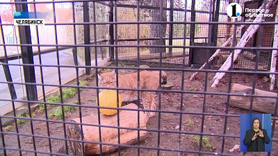 Жители зоопарка лакомятся плодами осени