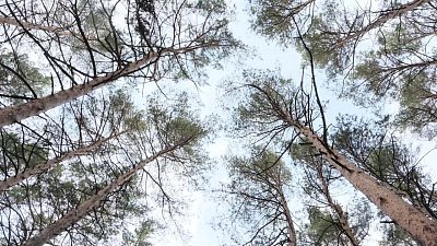 Территория Каштакского бора будет расширена