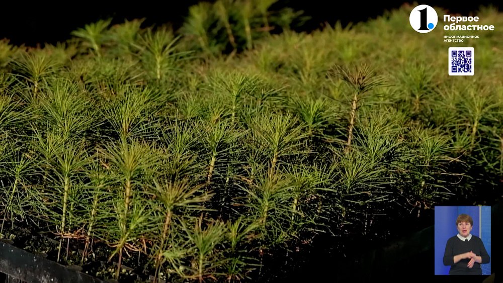 ЧМК и Зеленый город высадили 100 тысяч саженцев