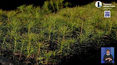 ЧМК и Зеленый город высадили 100 тысяч саженцев