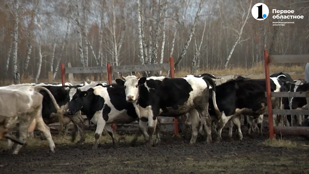 Ученые ЧелГУ разработали систему идентификации коров