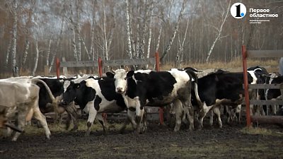 Ученые ЧелГУ разработали систему идентификации коров