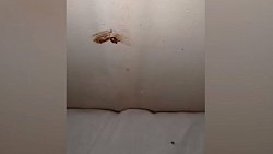 Челябинцы жалуются на клопов и тараканов в больнице № 8