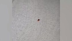 Челябинцы жалуются на клопов и тараканов в больнице № 8