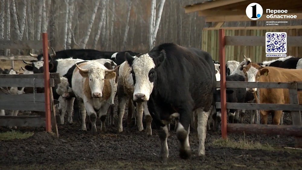 Полицейские поймали похитителей коров