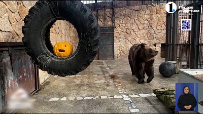 Медведица Бусинка капризничает на съемках