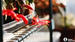 Жестами можно передать любые эмоции: сурдопереводчики из Челябинска о своей работе