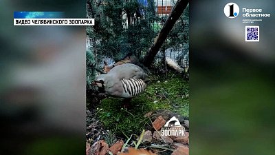 Кеклик из зоопарка проводит мастер-класс по лени