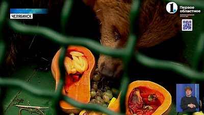 Медведица Софья Кареновна празднует новоселье