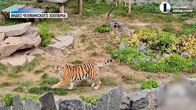 Челябинцы могут взять под опеку диких животных