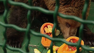 Медведица в приюте «Спаси меня» переехала в новый вольер