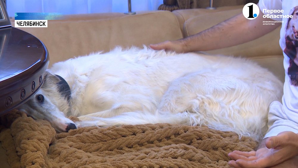 В Челябинске активизировались догхантеры