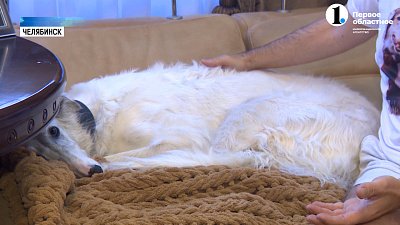 В Челябинске активизировались догхантеры