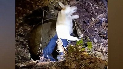 В Кусе полицейские спасли собаку из колодца