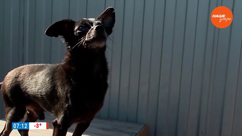 Как завести той-терьера? — в рубрике «Усы, лапы и хвост»