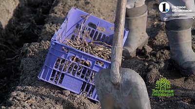 Овощной деликатес в вашем огороде