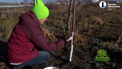 Время нанести серьезный удар по вредителям и болезням