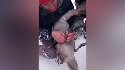 Сотрудник Челябинского зоопарка спас вмерзшего в лед лебедя под Миассом