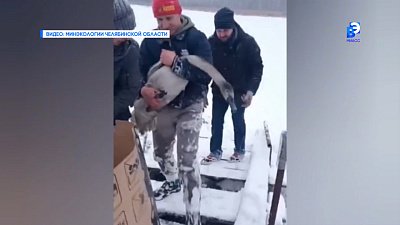 Из миасского водоёма спасли лебедя