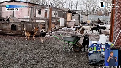 Студенты ЮУрГУ помогают приюту для животных