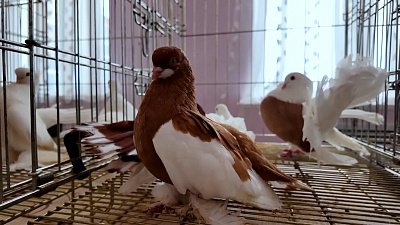 В Челябинскую область слетелись голуби со всей России