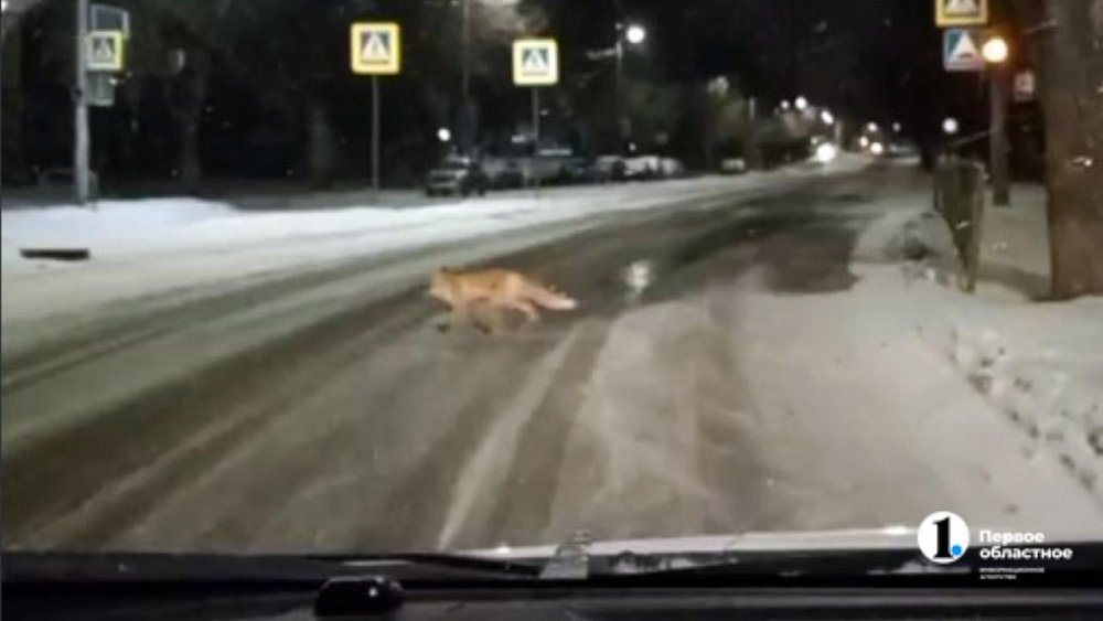 По улицам Челябинска разгуливает лиса