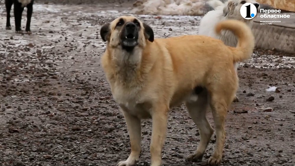 В Челябинске начали действовать догхантеры