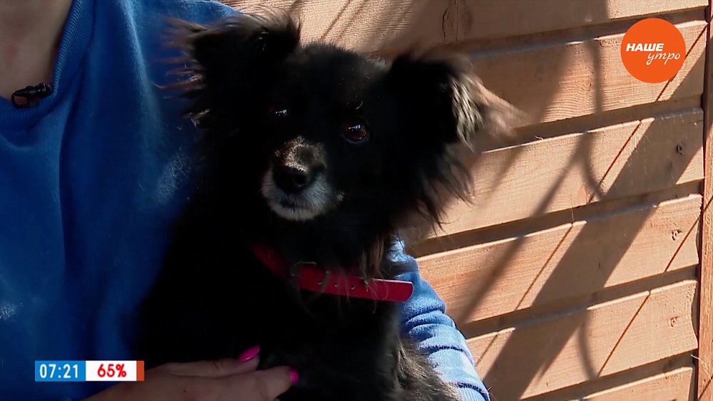 Юная принцесса в рубрике «Усы, лапы и хвост»