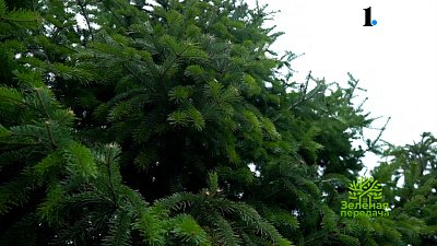 В новом выпуске «Зеленой передачи» готовимся к зиме, создаем живую изгородь и квасим капусту