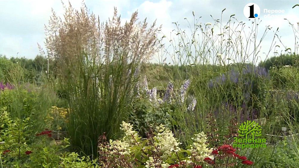 Подзимние посевы цветов